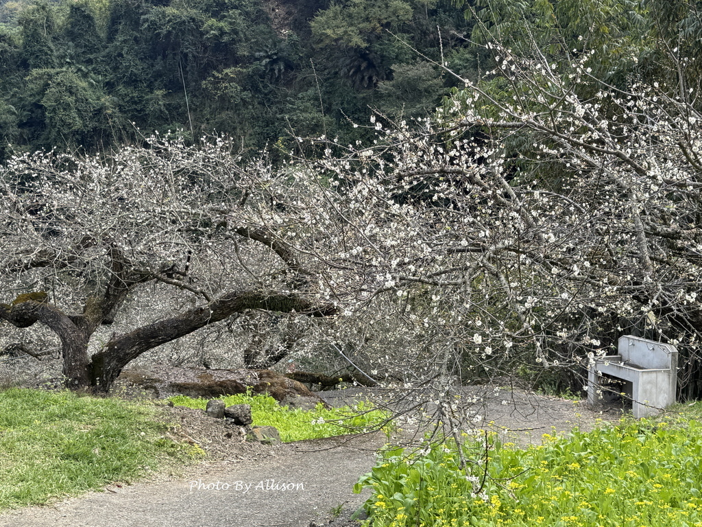 －＞南投信義鄉梅花開了…搶先看；烏松崙石家梅園+牛稠坑咖啡驛