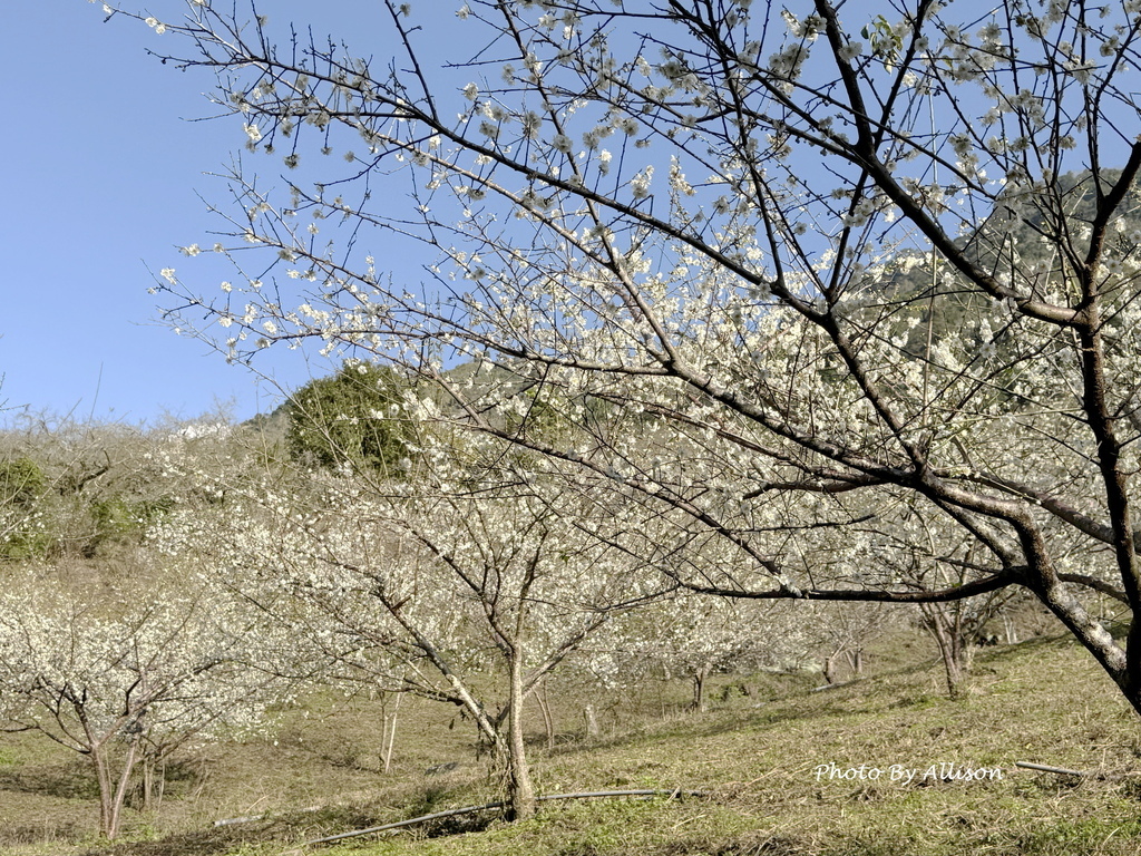 －＞南投信義鄉梅花開了…搶先看；烏松崙石家梅園+牛稠坑咖啡驛