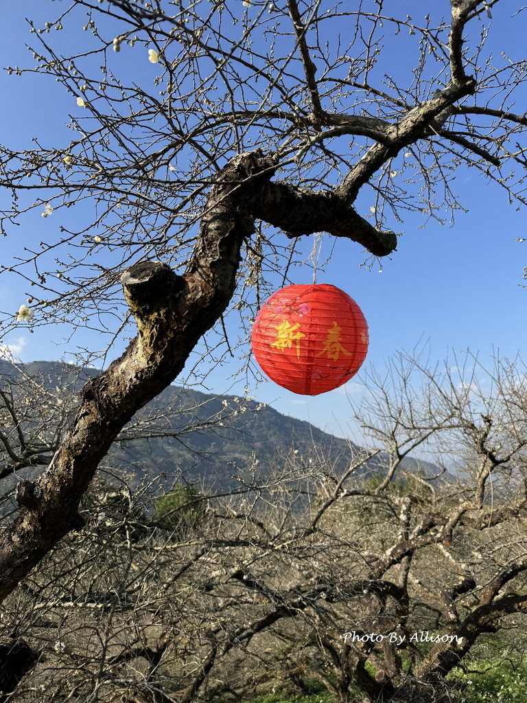 －＞南投信義鄉梅花開了…搶先看；烏松崙石家梅園+牛稠坑咖啡驛
