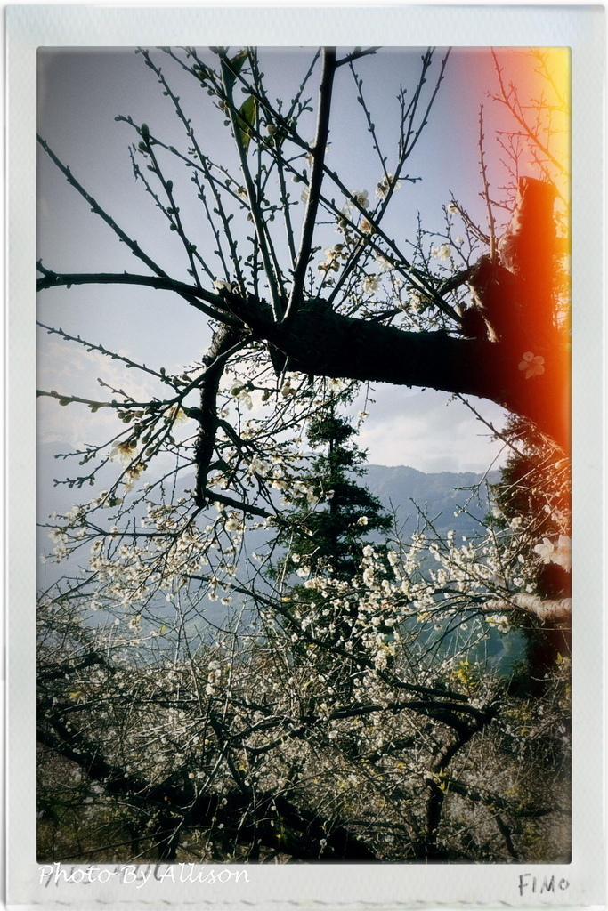 －＞南投信義鄉梅花開了…搶先看；烏松崙石家梅園+牛稠坑咖啡驛