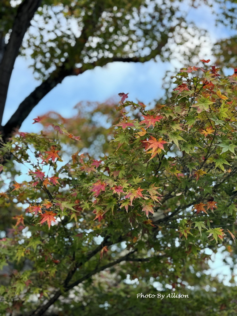 －＞嵯峨嵐山文華館： 百人一首常設展+松尾芭蕉和與謝蕪村畫展