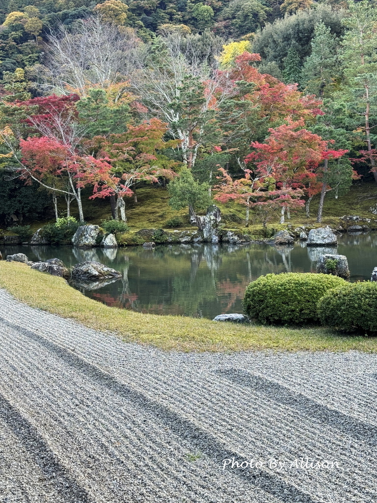 －＞京都嵐山   天龍寺 (20241118)