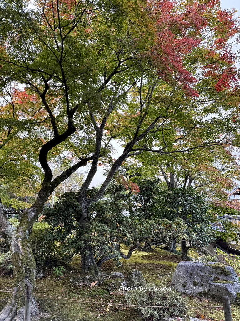 －＞京都嵐山   天龍寺 (20241118)