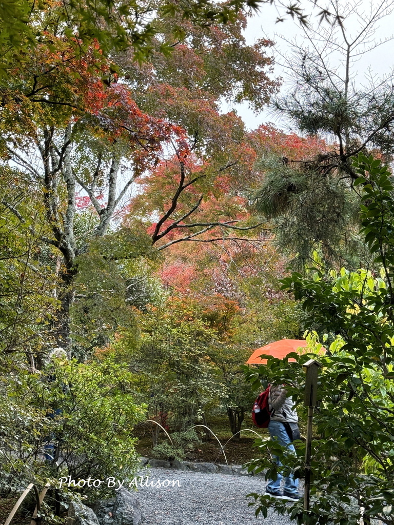 －＞京都嵐山   天龍寺 (20241118)