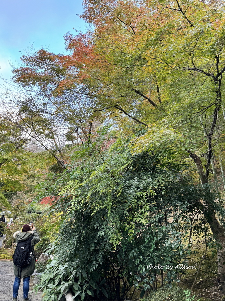 －＞京都嵐山   天龍寺 (20241118)