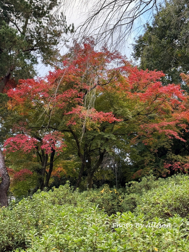 －＞京都嵐山   天龍寺 (20241118)