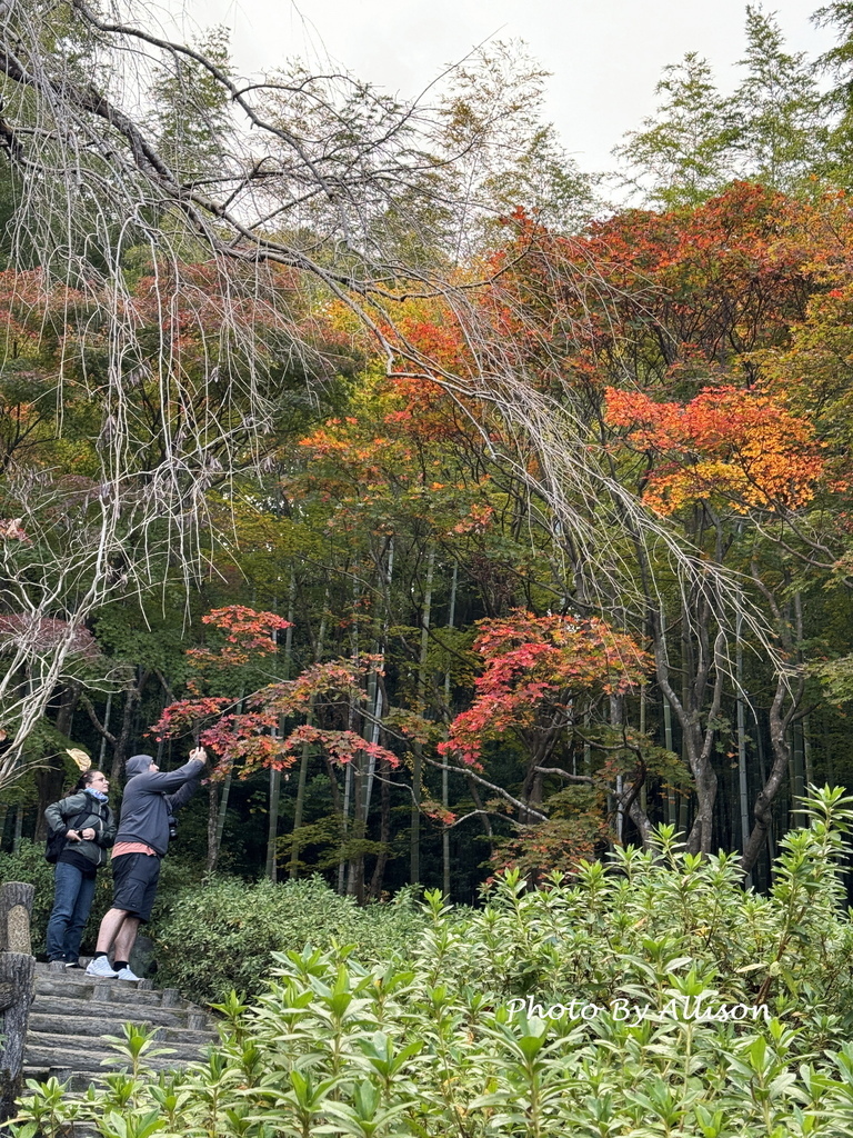 －＞京都嵐山   天龍寺 (20241118)