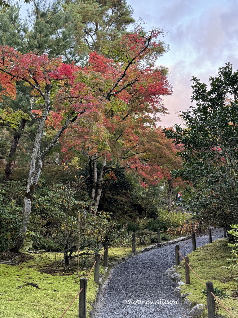 －＞京都嵐山   天龍寺 (20241118)