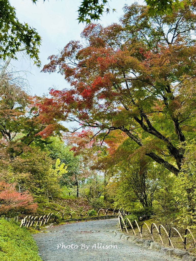 －＞京都嵐山   天龍寺 (20241118)
