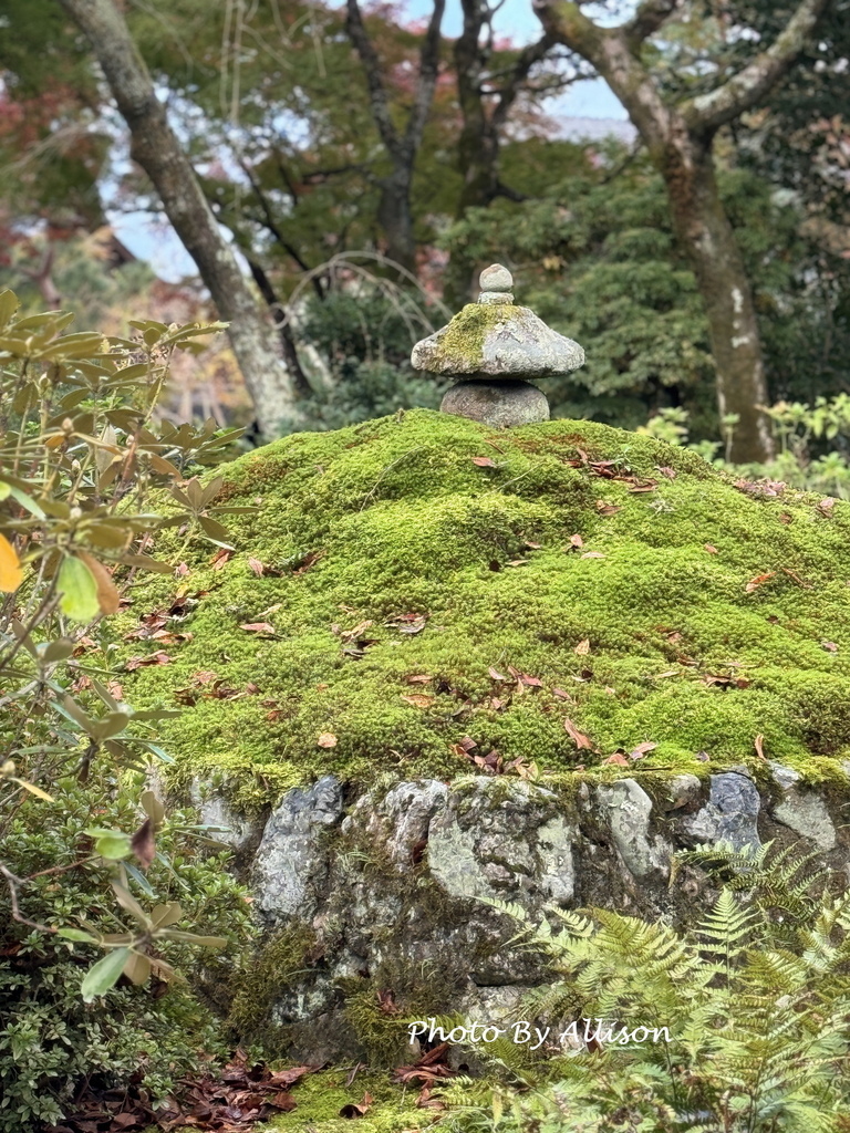 －＞京都嵐山   天龍寺 (20241118)