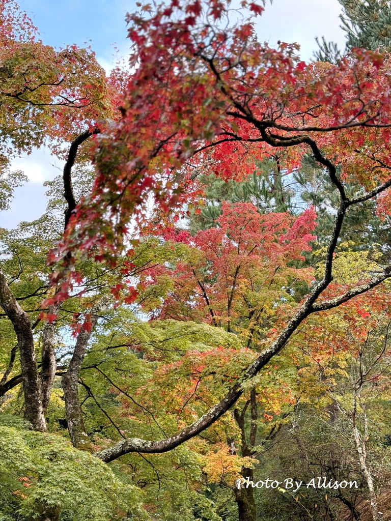 －＞京都嵐山   天龍寺 (20241118)