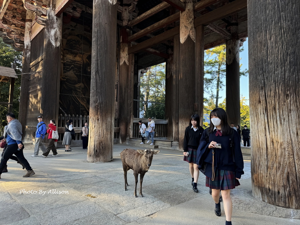 －＞奈良 東大寺  (20241112 日本京都 奈良賞楓)
