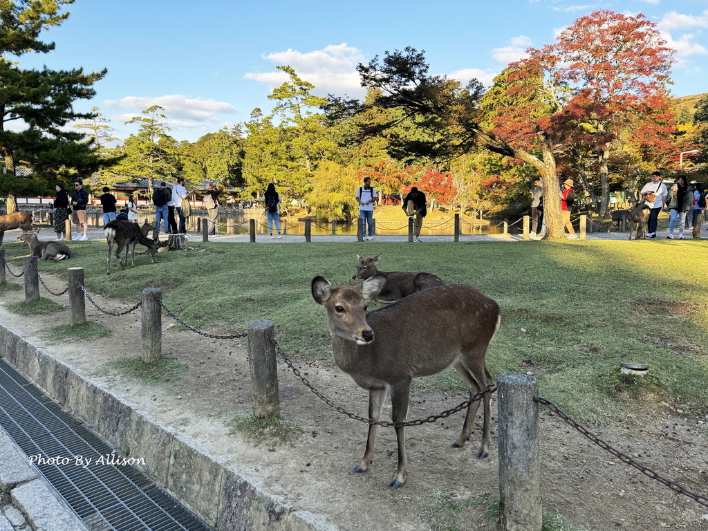 －＞奈良 東大寺  (20241112 日本京都 奈良賞楓)