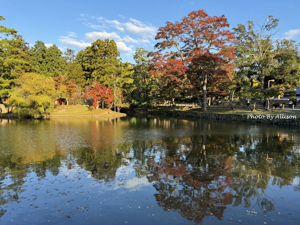 －＞奈良 東大寺  (20241112 日本京都 奈良賞楓)