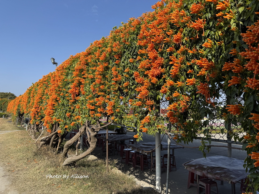 －＞2025后里中社觀光花市...萬花爭艷－荷蘭鳶尾+非洲菊