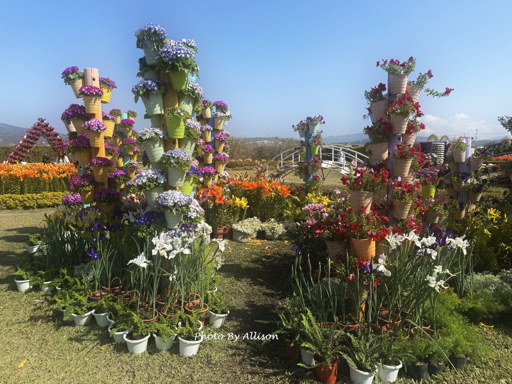 －＞2025后里中社觀光花市...萬花爭艷－荷蘭鳶尾+非洲菊