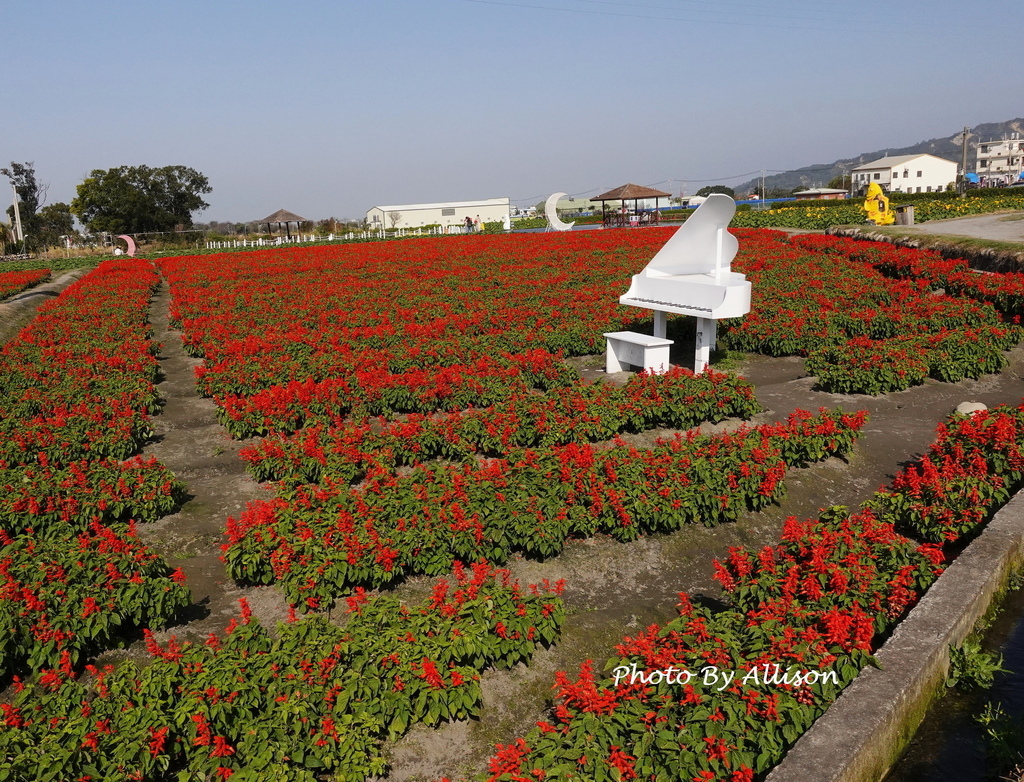 －＞2025后里中社觀光花市...萬花爭艷－荷蘭鳶尾+非洲菊