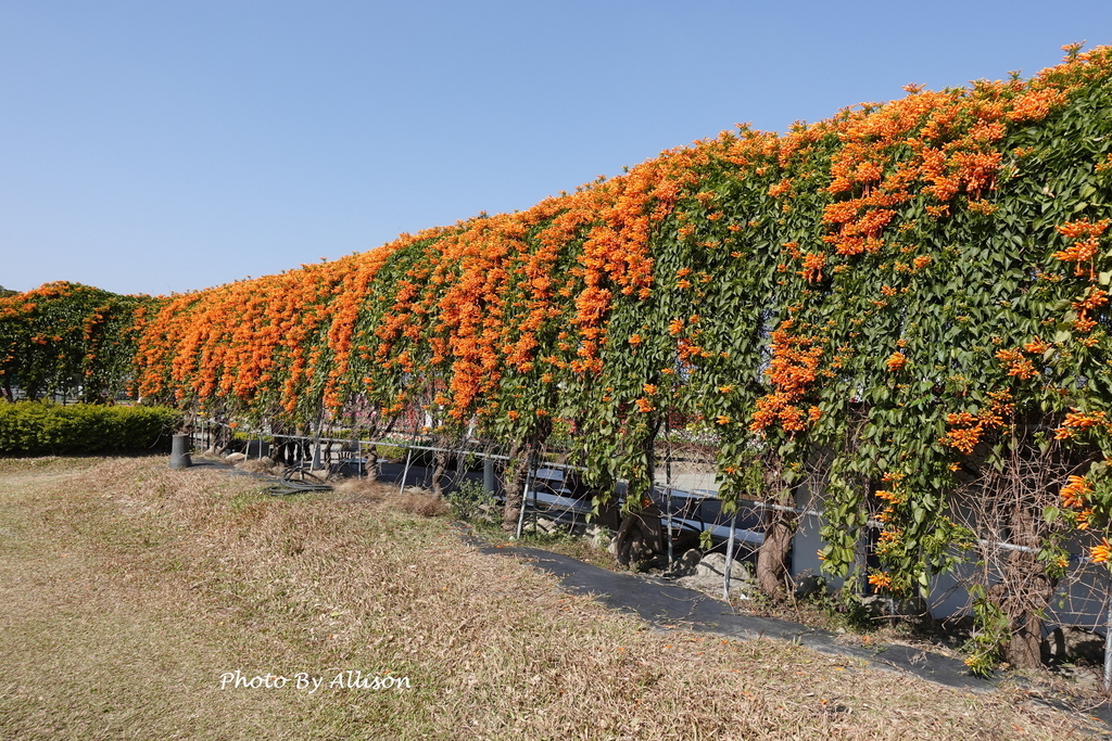 －＞2025后里中社觀光花市...萬花爭艷－荷蘭鳶尾+非洲菊