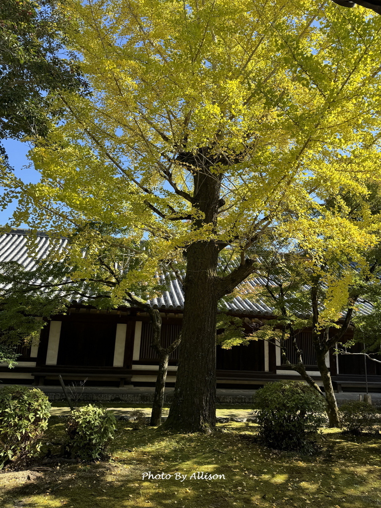 －＞奈良  法隆寺 +中宮寺 +法起寺 (法隆寺篇 )