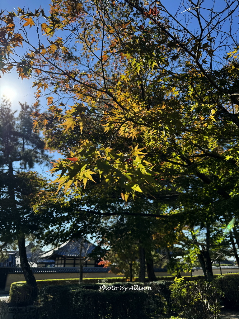 －＞奈良  法隆寺 +中宮寺 +法起寺 (法隆寺篇 )
