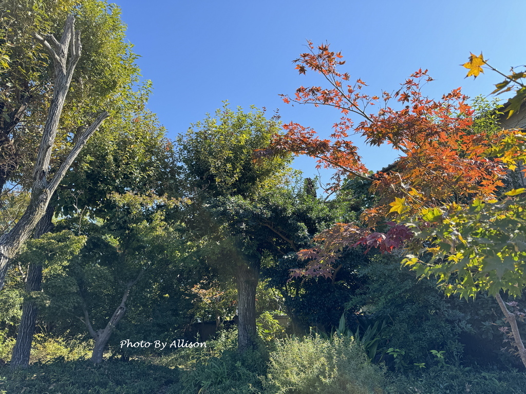 －＞奈良  法隆寺 +中宮寺 +法起寺 (法隆寺篇 )