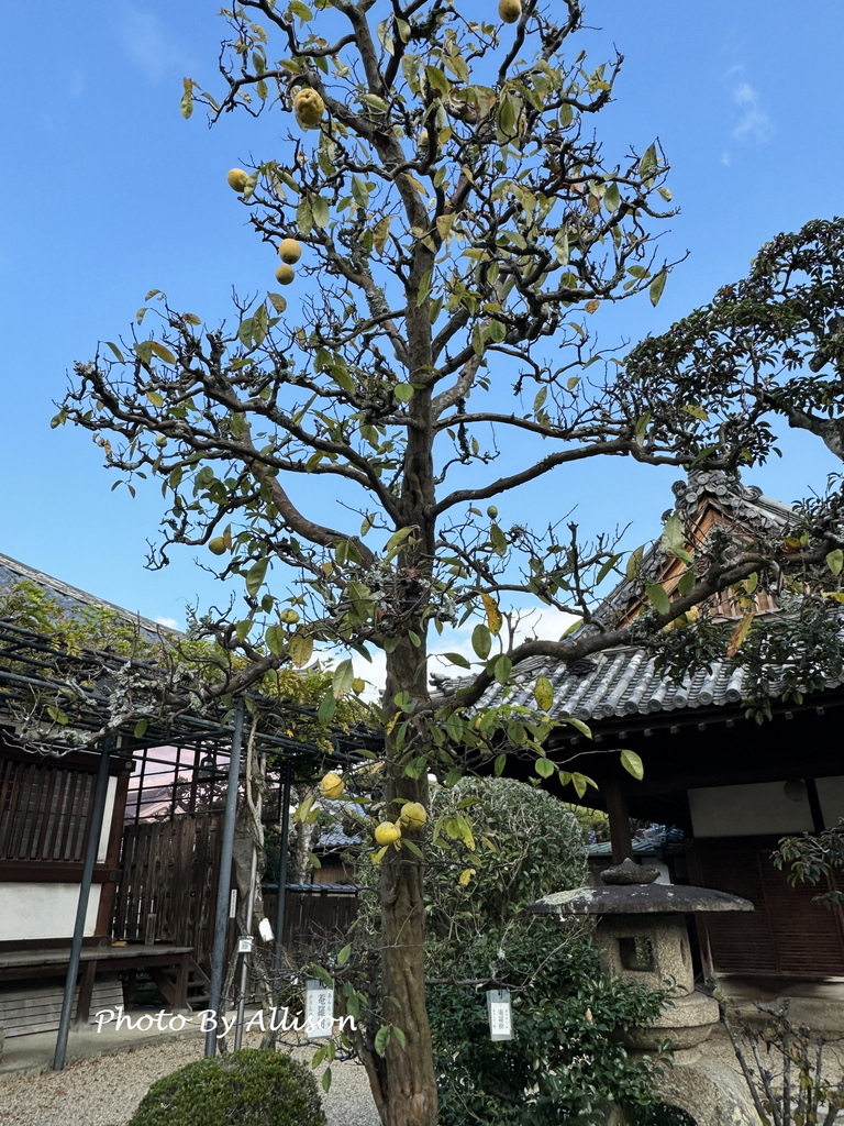 －＞奈良賞楓--飄浮在水上的中宮寺 + 擁有日本最古老的三重