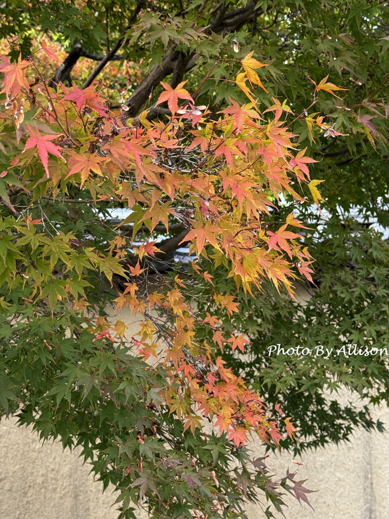 －＞奈良賞楓--飄浮在水上的中宮寺 + 擁有日本最古老的三重