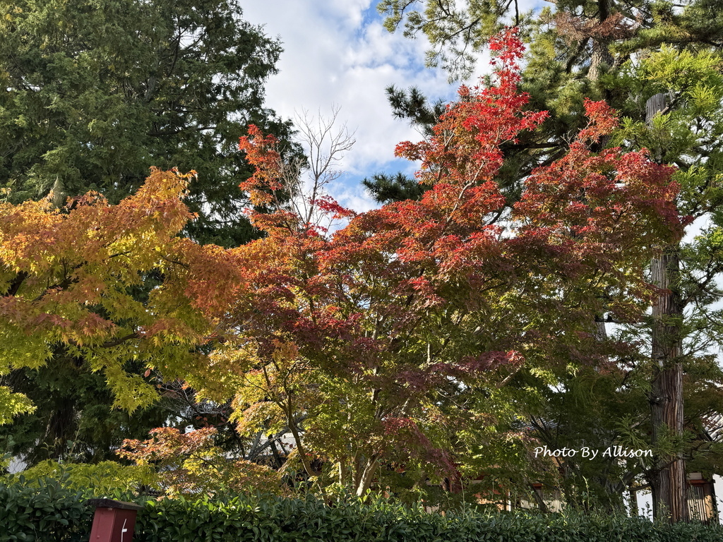 －＞奈良賞楓--飄浮在水上的中宮寺 + 擁有日本最古老的三重