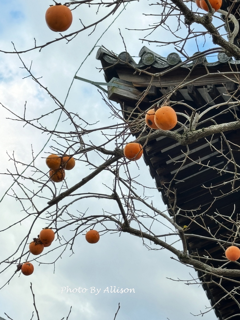 －＞奈良賞楓--飄浮在水上的中宮寺 + 擁有日本最古老的三重