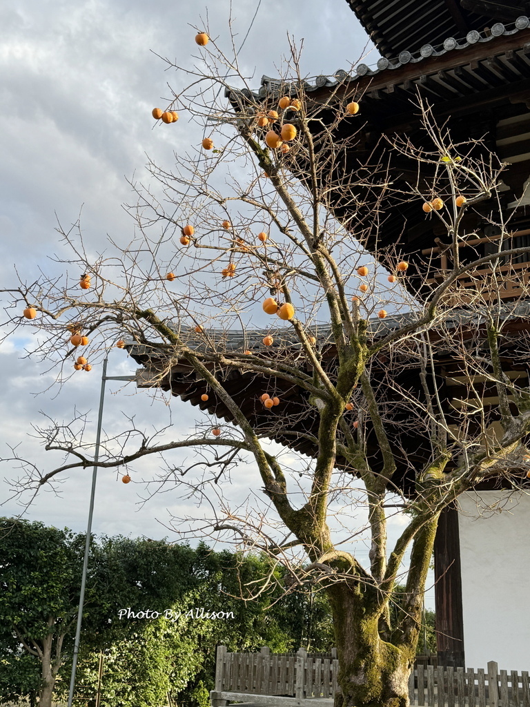 －＞奈良賞楓--飄浮在水上的中宮寺 + 擁有日本最古老的三重