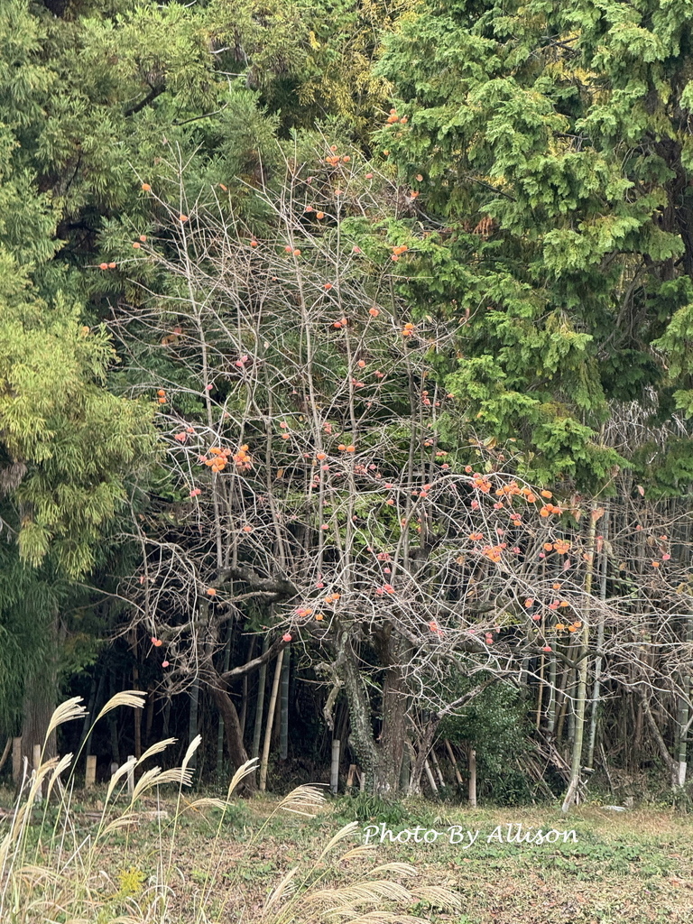 －＞奈良賞楓--飄浮在水上的中宮寺 + 擁有日本最古老的三重