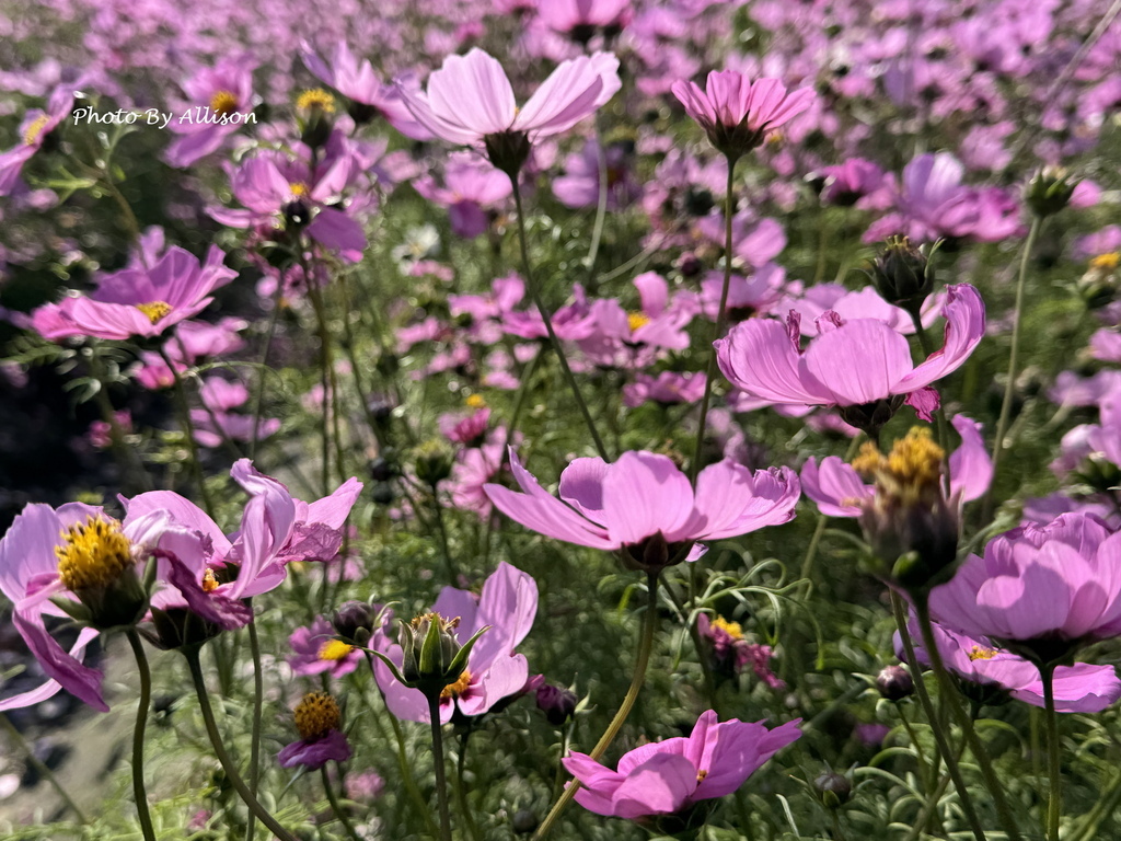 －＞美翻！紅白波斯菊風中搖曳生姿，后里中社花市波斯菊盛開…
