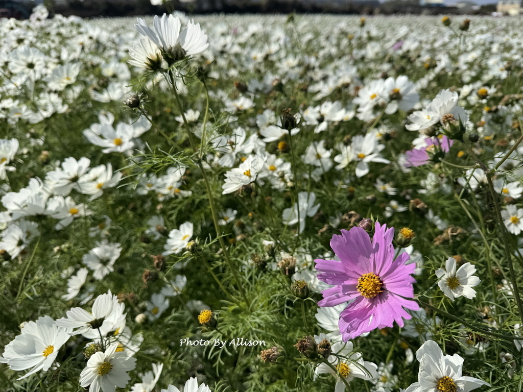 －＞美翻！紅白波斯菊風中搖曳生姿，后里中社花市波斯菊盛開…