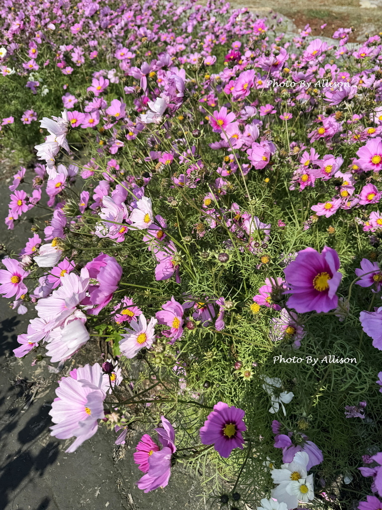 －＞美翻！紅白波斯菊風中搖曳生姿，后里中社花市波斯菊盛開…