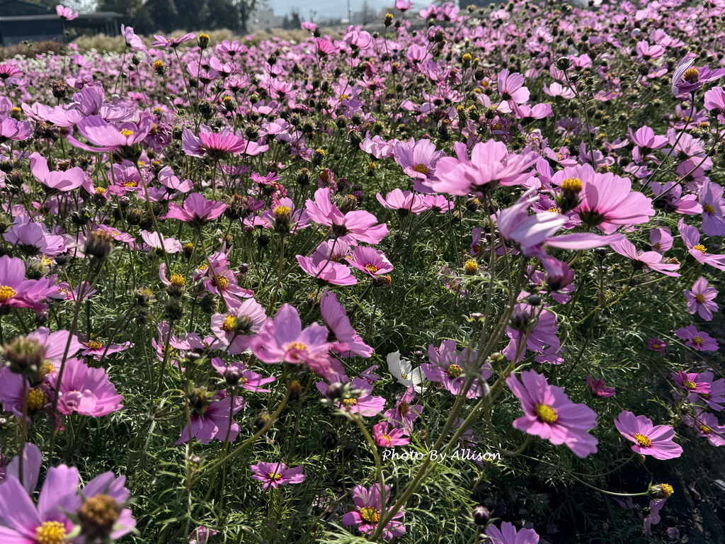 －＞美翻！紅白波斯菊風中搖曳生姿，后里中社花市波斯菊盛開…
