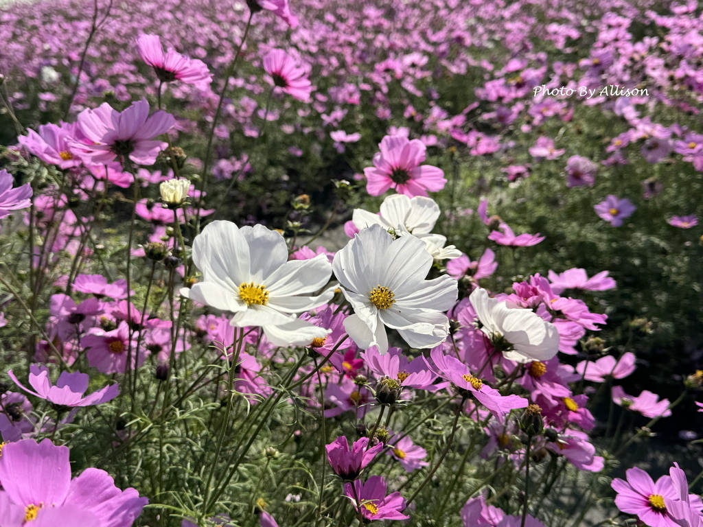－＞美翻！紅白波斯菊風中搖曳生姿，后里中社花市波斯菊盛開…