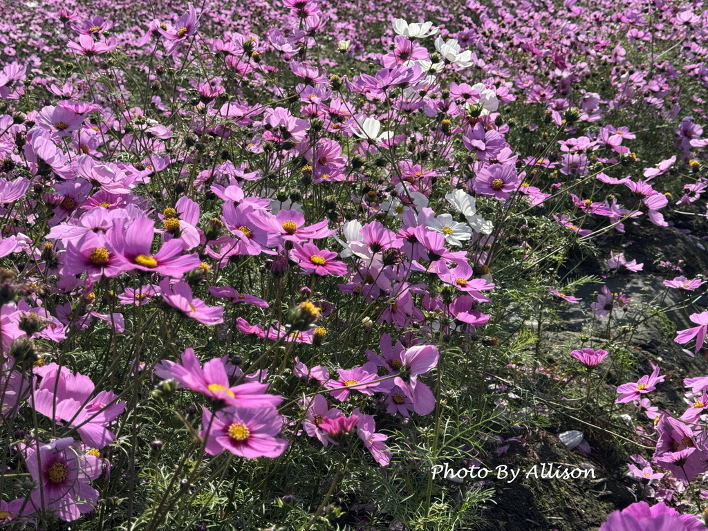 －＞美翻！紅白波斯菊風中搖曳生姿，后里中社花市波斯菊盛開…