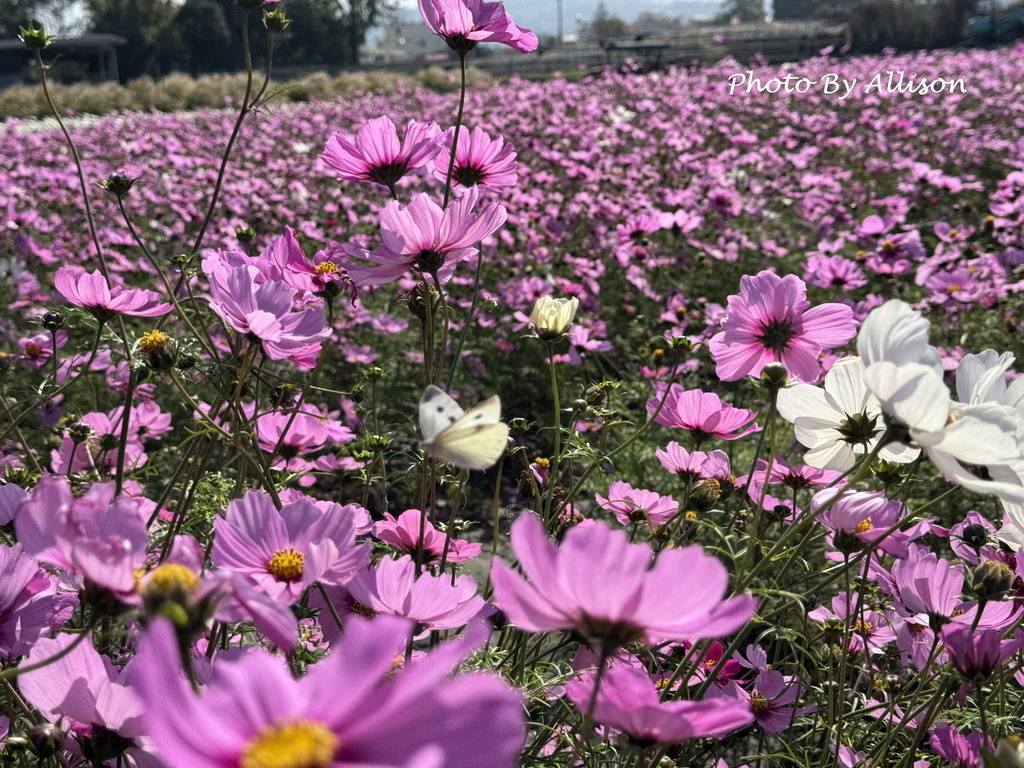 －＞美翻！紅白波斯菊風中搖曳生姿，后里中社花市波斯菊盛開…