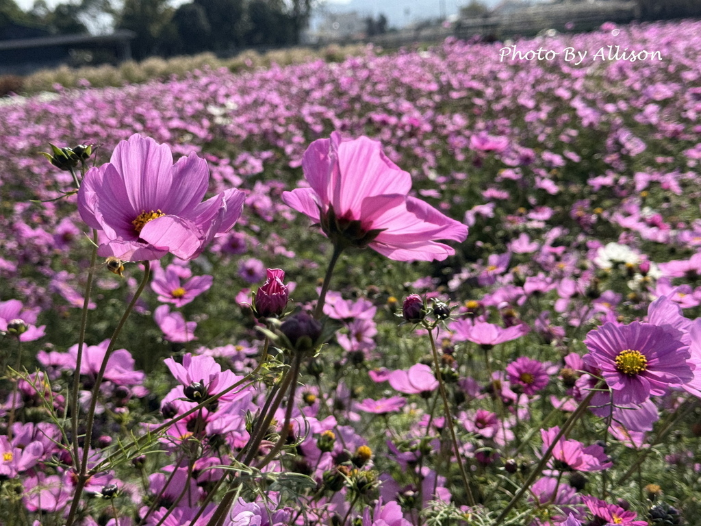 －＞美翻！紅白波斯菊風中搖曳生姿，后里中社花市波斯菊盛開…