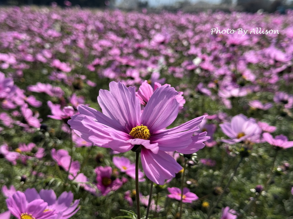 －＞美翻！紅白波斯菊風中搖曳生姿，后里中社花市波斯菊盛開…