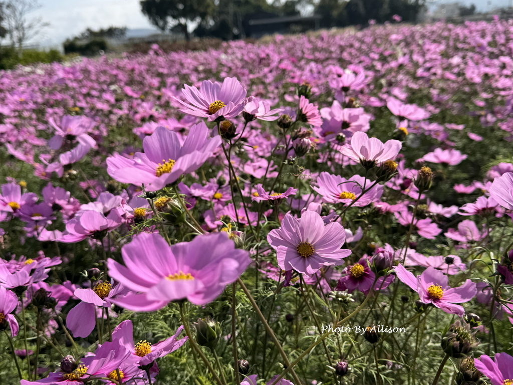 －＞美翻！紅白波斯菊風中搖曳生姿，后里中社花市波斯菊盛開…