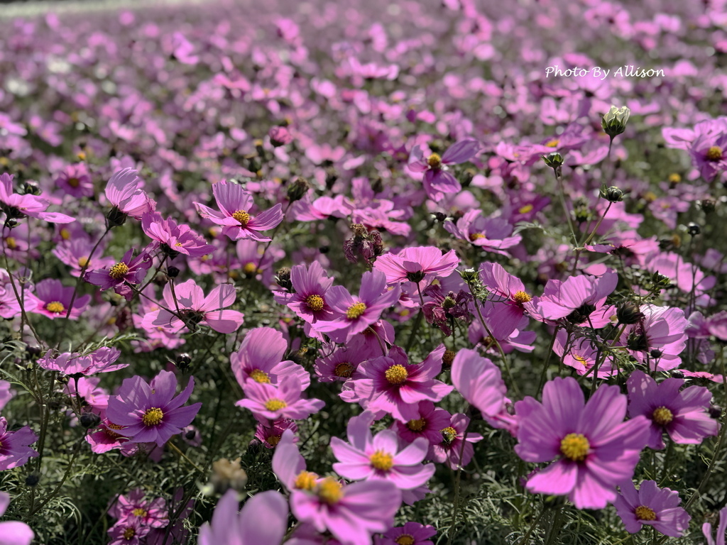 －＞美翻！紅白波斯菊風中搖曳生姿，后里中社花市波斯菊盛開…