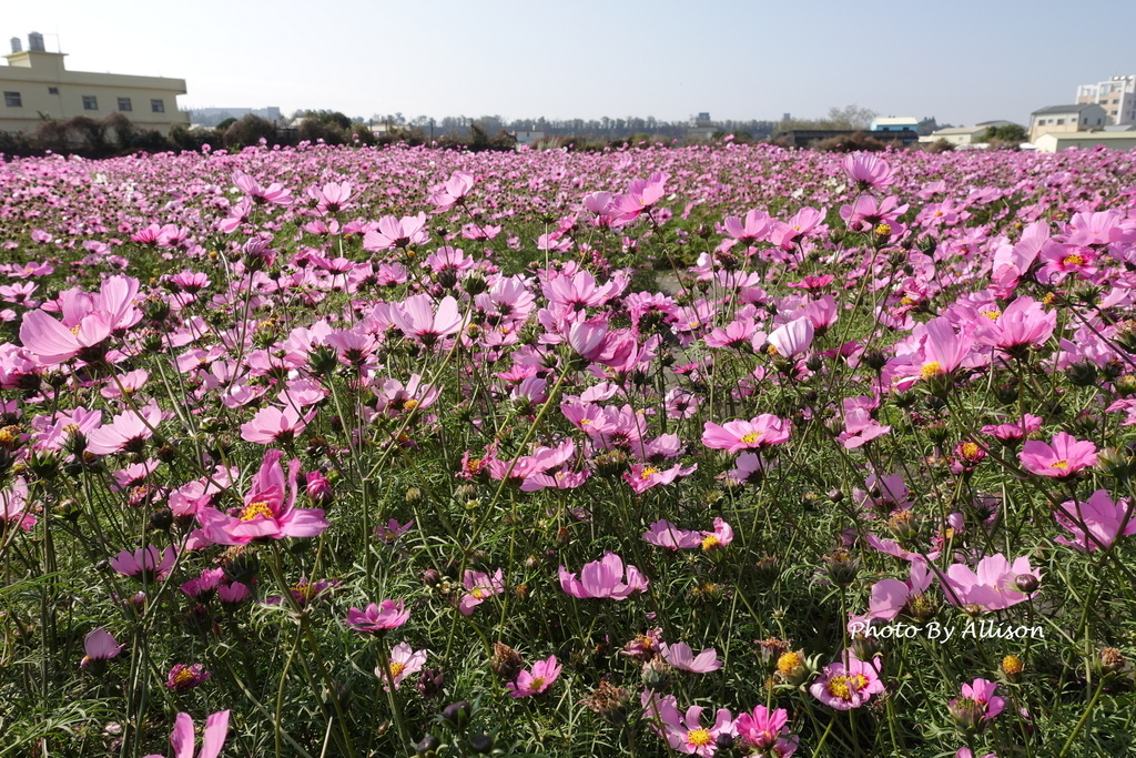 －＞美翻！紅白波斯菊風中搖曳生姿，后里中社花市波斯菊盛開…