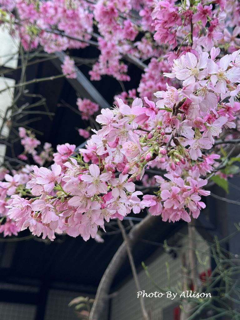 －＞粉紅佳人：昭和櫻 與 河津櫻