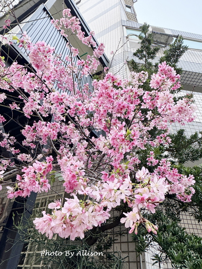 －＞粉紅佳人：昭和櫻 與 河津櫻
