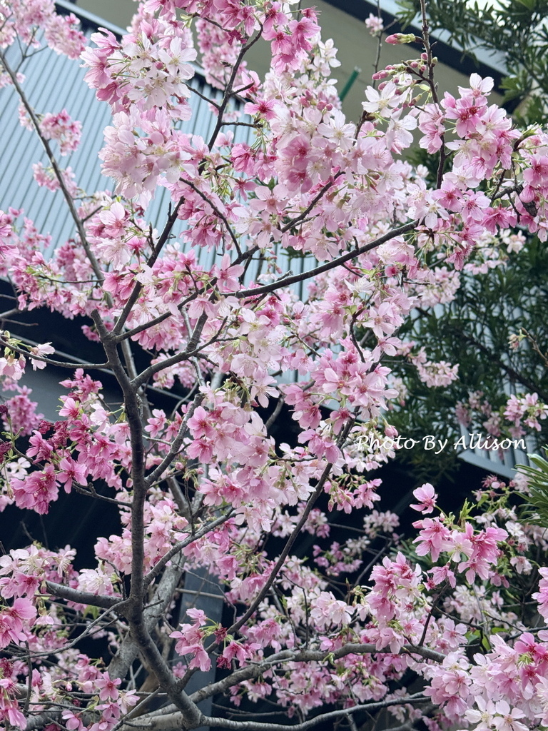 －＞粉紅佳人：昭和櫻 與 河津櫻