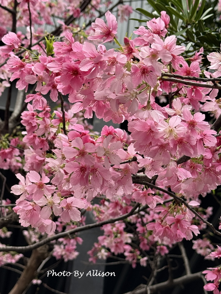 －＞粉紅佳人：昭和櫻 與 河津櫻
