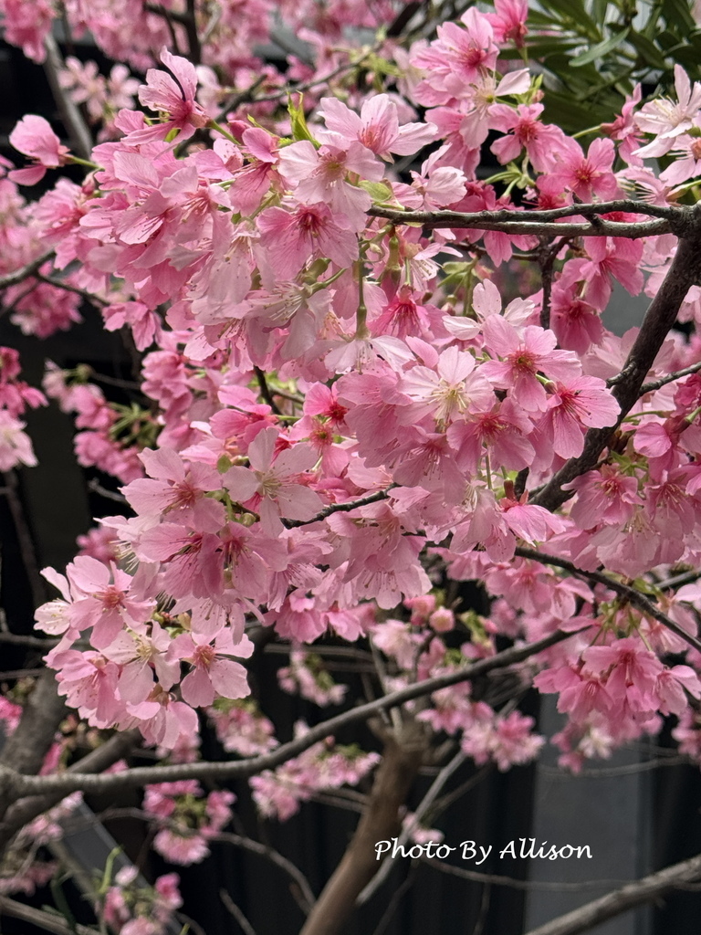 －＞粉紅佳人：昭和櫻 與 河津櫻
