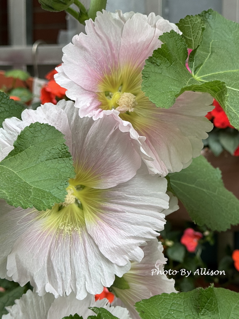 －＞ 「一日一花開，今日花正好」--- 3月蜀葵花開