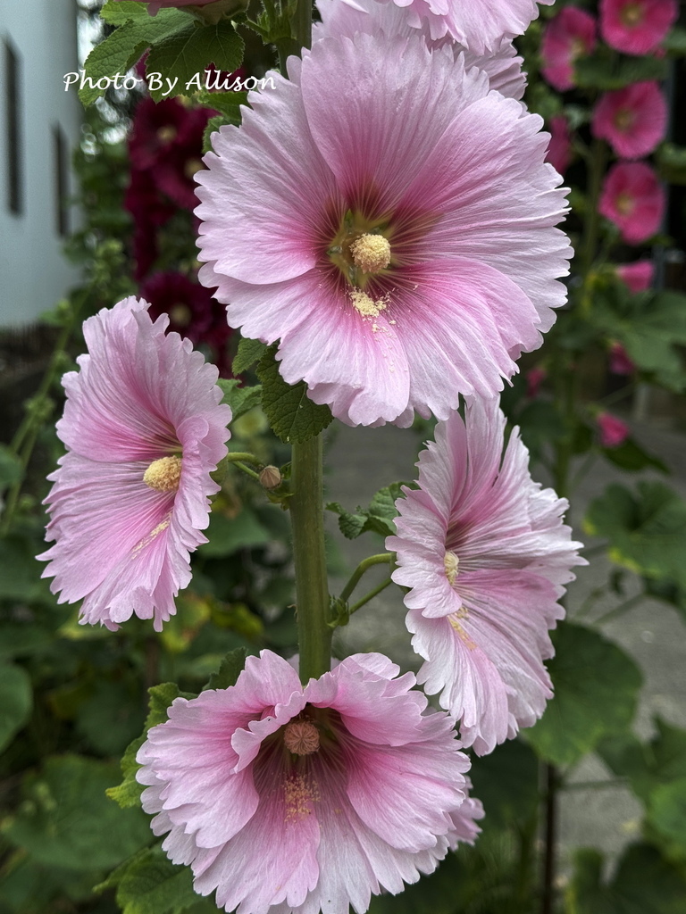 －＞ 「一日一花開，今日花正好」--- 3月蜀葵花開